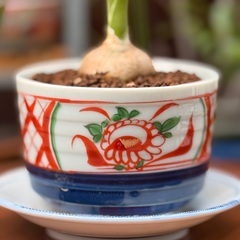 【有田焼鉢付き】ボーカルネア・レクルヴァタ（トックリラン）ミニ観葉植物 20cの画像