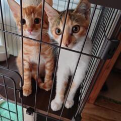 【２匹】野良の子猫です