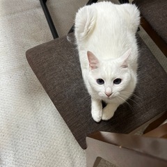 保護猫支援のランチ会です。