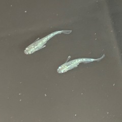 【メダカ屋のんの】飛輪メダカ1匹(稚魚)の画像