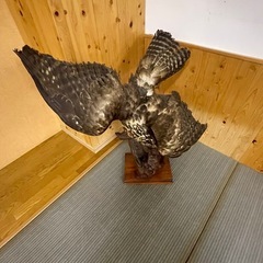 鷹の剥製の画像