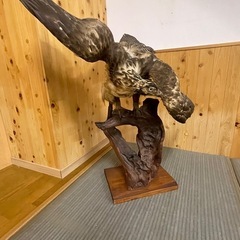鷹の剥製の画像