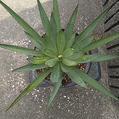 ユッカグロリオサ（鉢付き）の画像