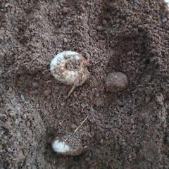 カブトムシオスとメス　カブトムシの幼虫の画像