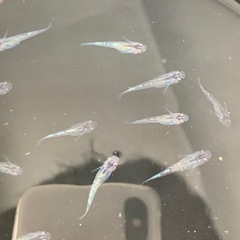【メダカ屋のんの】スコーピオンメダカ1匹(稚魚)の画像