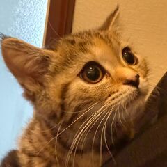 マンチカン4ヶ月女のコ🐾生体無償🐾譲渡費用は予防医療・健康管理・...