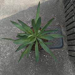 ユッカグロリオサ（鉢付き）の画像