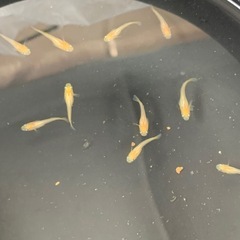 【メダカ屋のんの】パーティードレスメダカ1匹(稚魚)の画像
