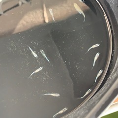 【メダカ屋のんの】グラディオメダカ1匹(稚魚)の画像