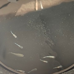 【メダカ屋のんの】グラディオメダカ1匹(稚魚)の画像
