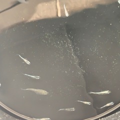 【メダカ屋のんの】グラディオメダカ1匹(稚魚)の画像