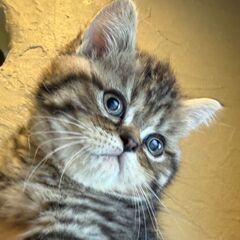 ミヌエット3ヶ月女のコ🐾生体無償🐾譲渡費用は予防医療・健康管理・...