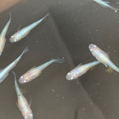 【メダカ屋のんの】幹之メダカ1匹(成魚)の画像