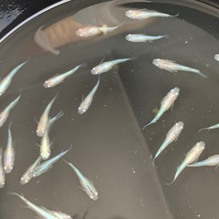 【メダカ屋のんの】幹之メダカ1匹(成魚)の画像