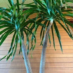 カンボジアーナ③の画像