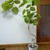 ランキングキーワードに紐づく投稿画像-観葉植物