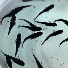 【メダカ屋のんの】オロチメダカ1匹(成魚)の画像