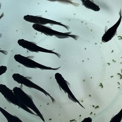 【メダカ屋のんの】オロチメダカ1匹(成魚)の画像