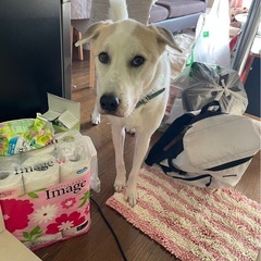 賢いわんこ