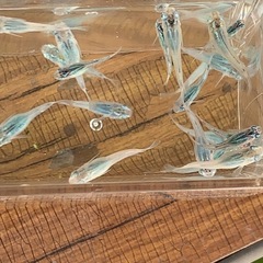 【メダカ屋のんの】深海メダカ1匹(成魚)の画像