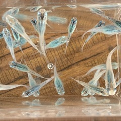 【メダカ屋のんの】深海メダカ1匹(成魚)の画像