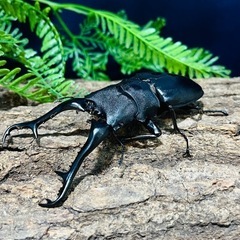 ギラファノコギリクワガタ　幼虫1頭の画像