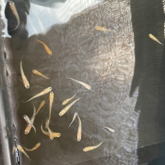 色々ミックスメダカ10匹
の画像