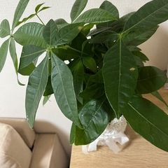 お買い得‼️観葉植物パキラカバー付き🪴の画像