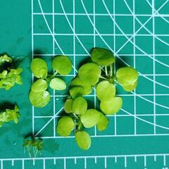 水草4点セットの画像