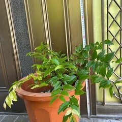 シャボチカバ
の画像