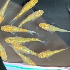 メダカ　クリアブラウンラメ10匹の画像