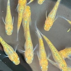 メダカ　クリアブラウンラメ10匹の画像