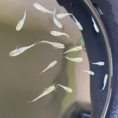 サボテンめだか⭐︎メダカの画像