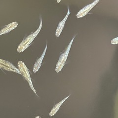 サボテンめだか⭐︎メダカの画像