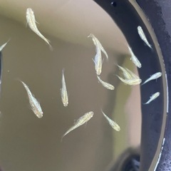 サボテンめだか⭐︎メダカの画像