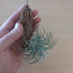 観葉植物（チランジア・イオナンタ）バークチップ付けの画像
