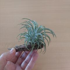 観葉植物（チランジア・イオナンタ）バークチップ付けの画像