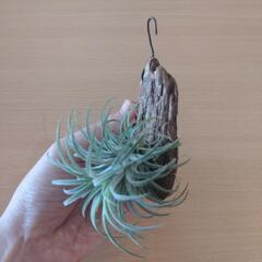 観葉植物（チランジア・イオナンタ）バークチップ付けの画像