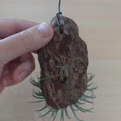 観葉植物（チランジア・イオナンタ）バークチップ付けの画像