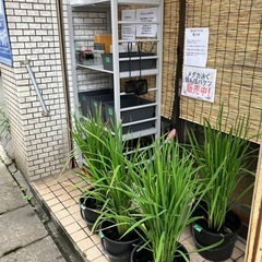 メダカ　クリアブラウンラメ10匹の画像