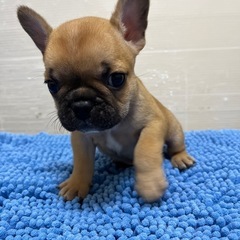 ☆フレンチブルドッグ子犬☆