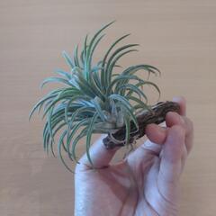 観葉植物（チランジア・イオナンタ）バークチップ付けの画像