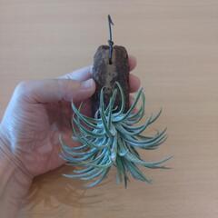 観葉植物（チランジア・イオナンタ）バークチップ付けの画像