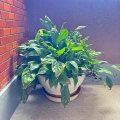 カラー　鉢植え　の画像
