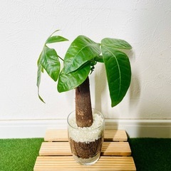 パキラ　観葉植物　ハイドロカルチャーの画像