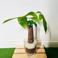 パキラ　観葉植物　ハイドロカルチャーの画像