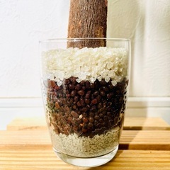 パキラ　観葉植物　ハイドロカルチャーの画像