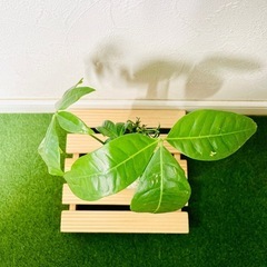 パキラ　観葉植物　ハイドロカルチャーの画像