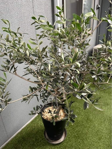 lucca   オリーブの木①　新宿伊勢丹