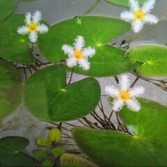 ガガブタ（水草）の子株の画像